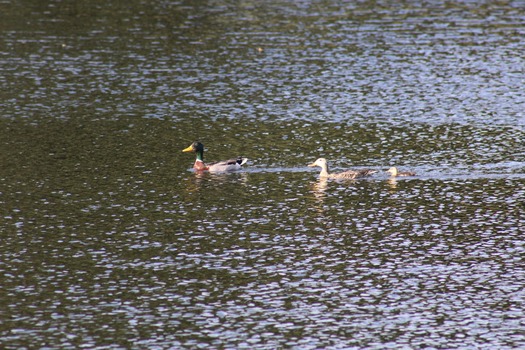 Ducks in Water