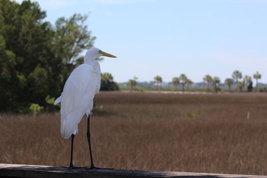 Egret at Bayport Inn, Bayport