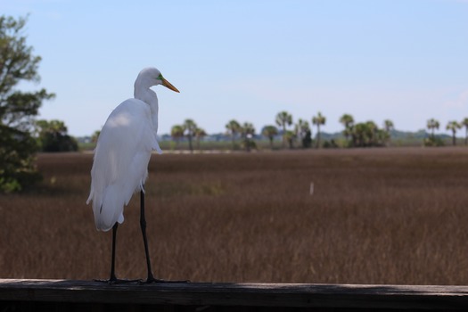 Birds in Hernando County