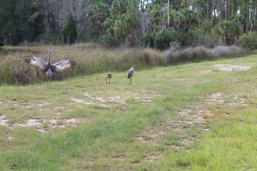 Birds in Hernando County