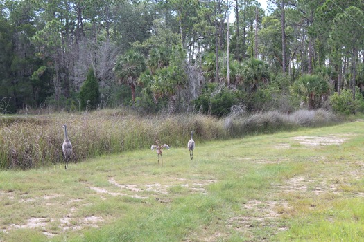 Birds in Hernando County