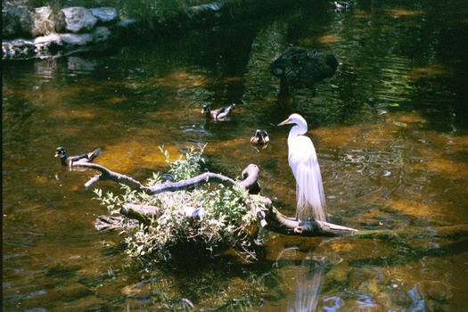 Birds in Hernando County