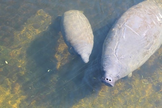 Manatee Mom Baby