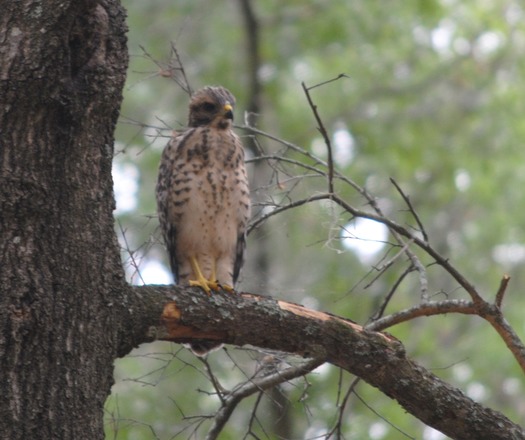 Birds in Hernando County