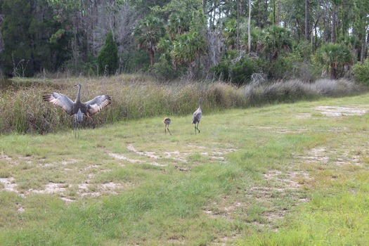 Birds in Hernando County