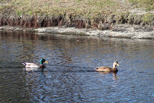 Ducks in Water