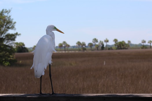 Birds in Hernando County