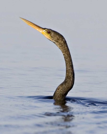 6 - Anhinga neck-water (photo National Audubon Society)