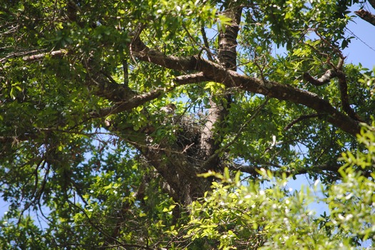 Red-shouldered Hawk nest-sitting 3-2017-by C.Knudson