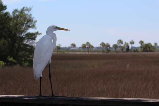 Birds in Hernando County