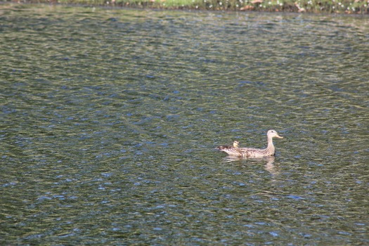 Ducks in Water