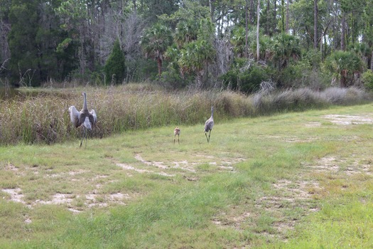 Birds in Hernando County