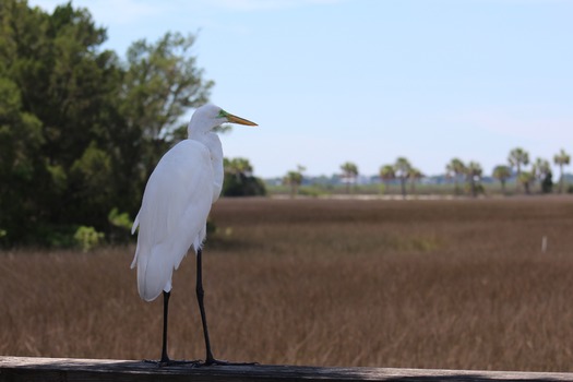 Birds in Hernando County