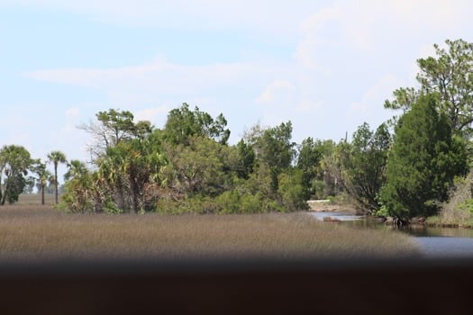 Birds in Hernando County