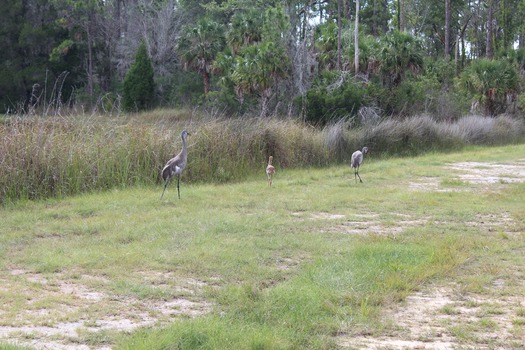 Birds in Hernando County