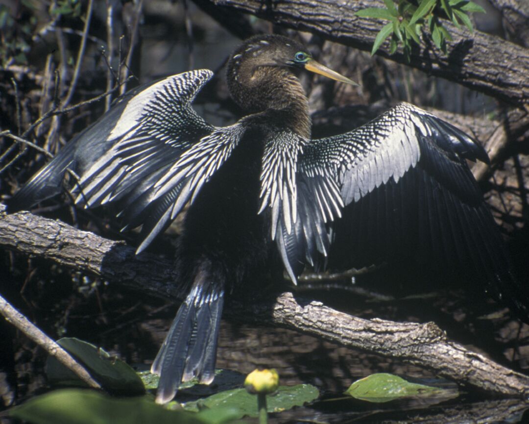 4 - Anhinga - male (National Audubon Field Guide)