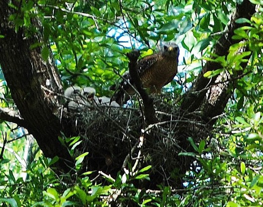 Mom with brood 062016-by C.Knudson