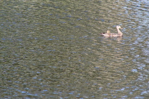 Ducks in Water