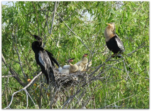 7 - Anhinga nest (photo Amy's Birds online)