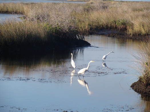 Bayport marsh (by CK)