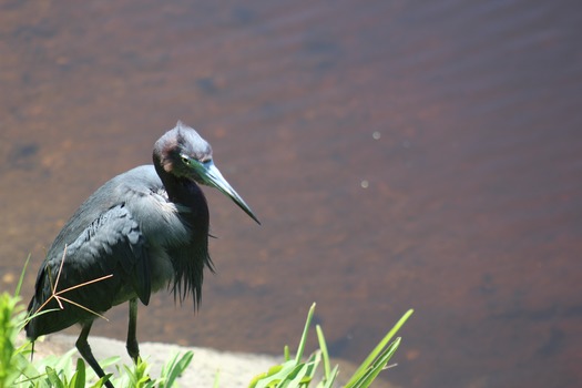 Birds in Hernando County