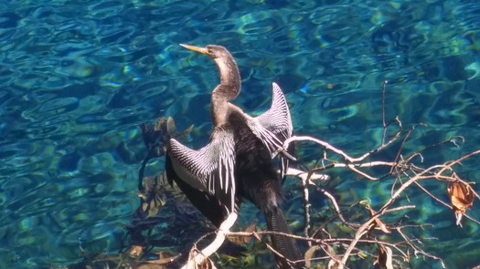 Anhinga -10-26-17 at WW (photo by CKnudson)