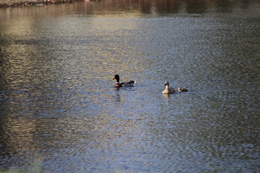 Ducks in Water