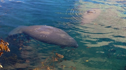 Manatee & baby 11-1-17 (photo by CKnudson)