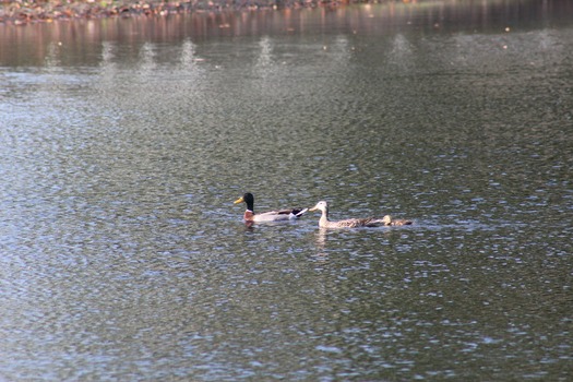 Ducks in Water