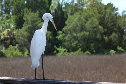 Birds in Hernando County