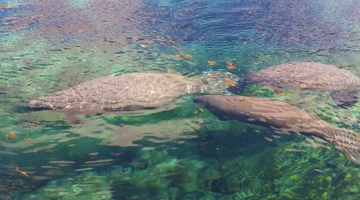 Manatee x3 at WW 11-1-17 (photo by CKnudson)