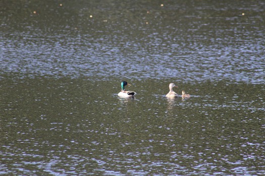 Ducks in Water