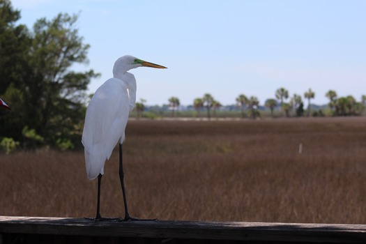 White Egret at Bayport Inn