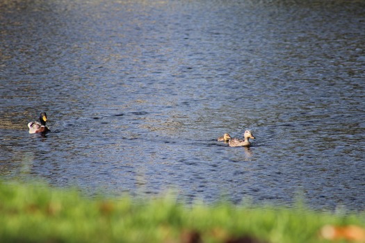 Ducks in Water