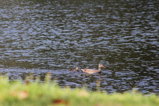 Ducks in Water