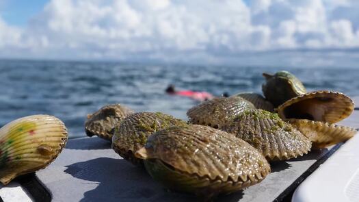 A Fishing Story with Ronnie Green Florida Adventure Coast Promo