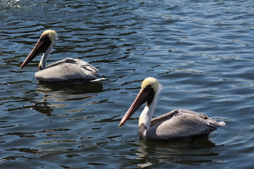 Birds in Hernando County