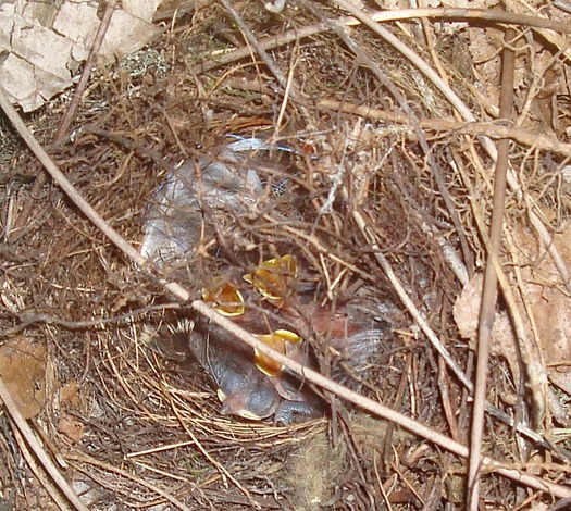 Hungry Wren babies 070512-by C.Knudson