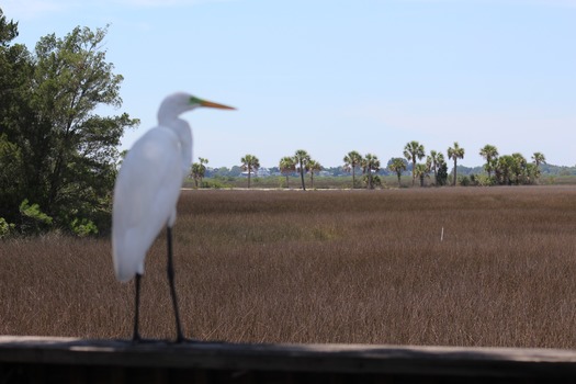 Birds in Hernando County