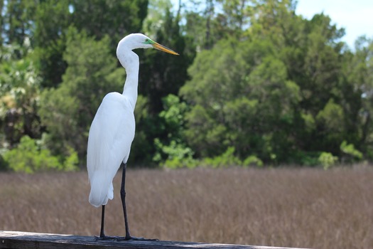 Birds in Hernando County