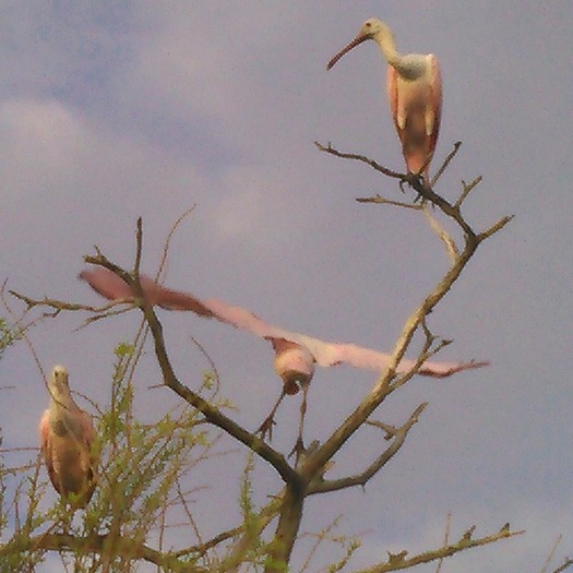 roseate spoonbills