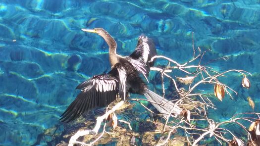 Anhinga,Weeki Wachee