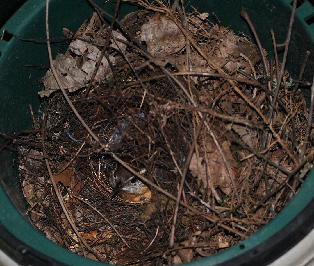 Mom Wren nesting - by C.Knudson