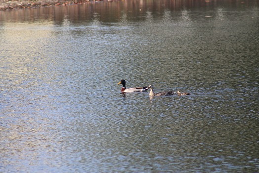 Ducks in Water