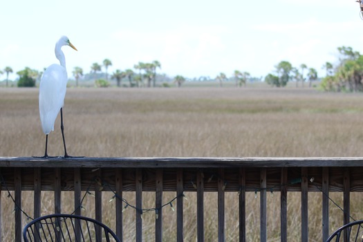 Birds in Hernando County