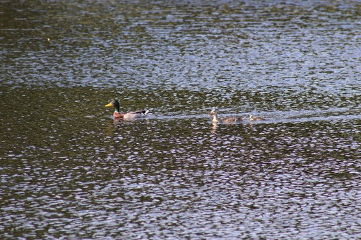 Ducks in Water