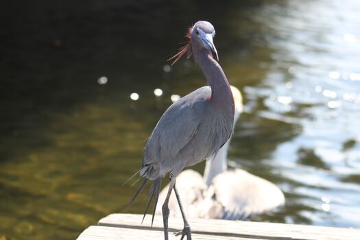 Small Heron, Aripeka