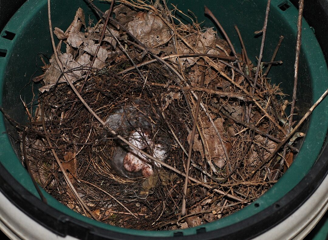 Carolina Wren eggs 6-19-12