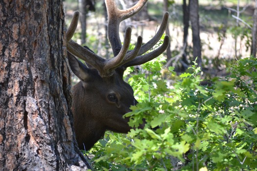 Elk in the Forest, Route 64