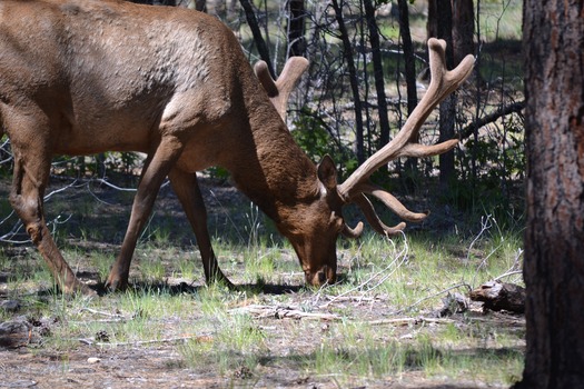 Elk in the Forest, Route 64